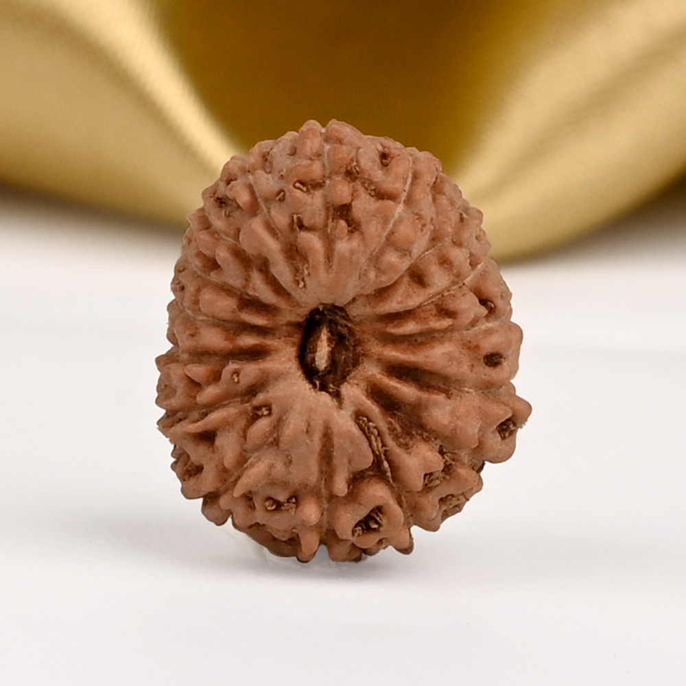 16 Mukhi from Java Indonesia - CCXXXIV