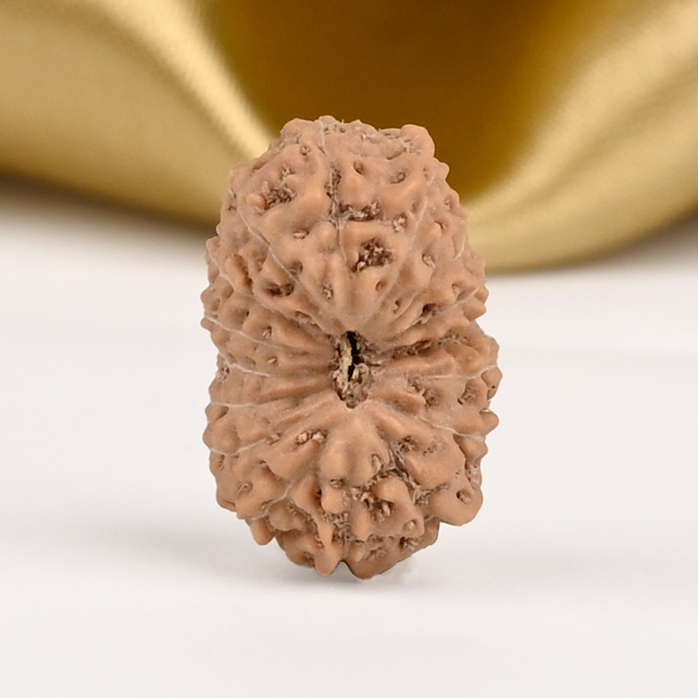 16 Mukhi from Java Indonesia - CCXXXV