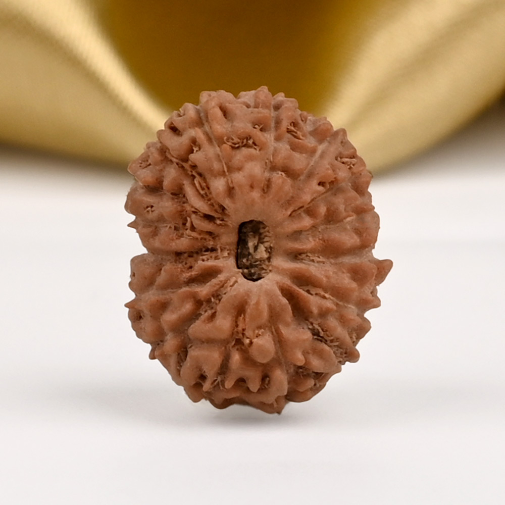 16 Mukhi from Java Indonesia - CCXXXVI