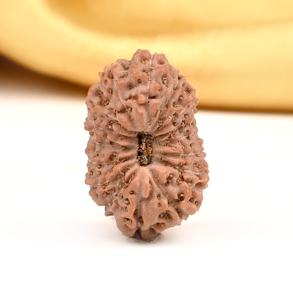 16 Mukhi from Java Indonesia Large - CXVII
