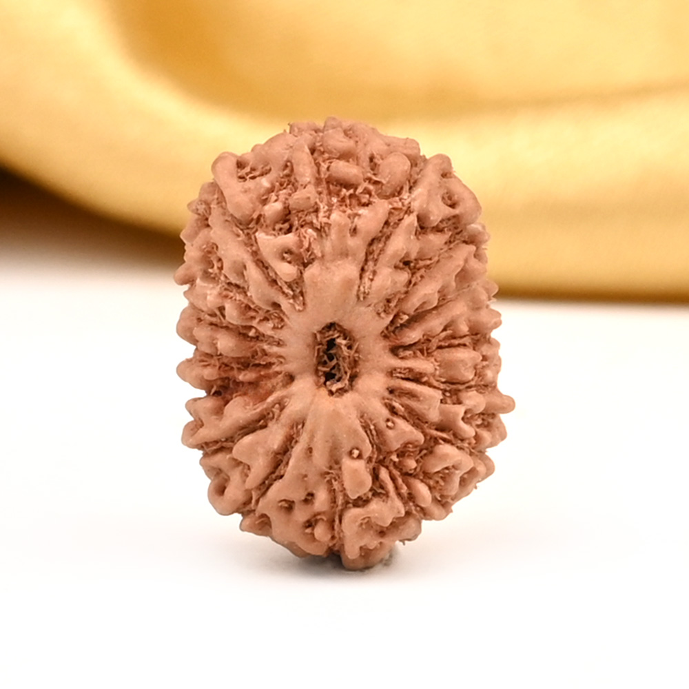 16 Mukhi from Java Indonesia Large - CXVIII