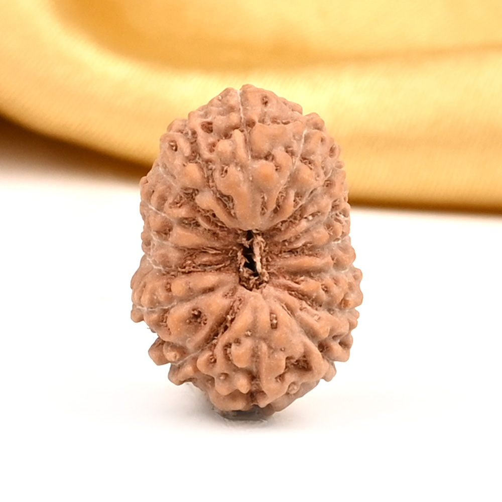 16 Mukhi from Java Indonesia Large - CXIX