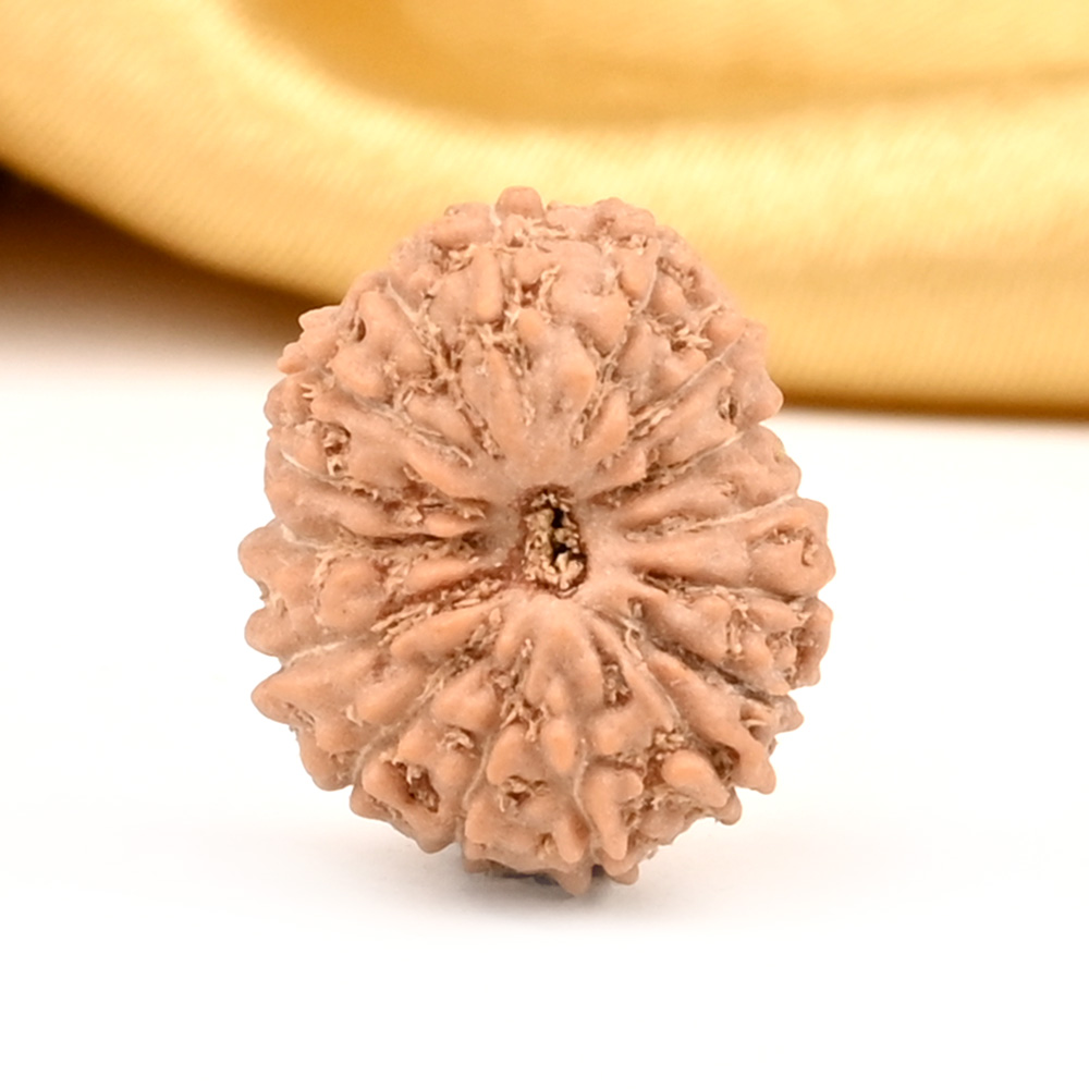 16 Mukhi from Java Indonesia Large - CXX