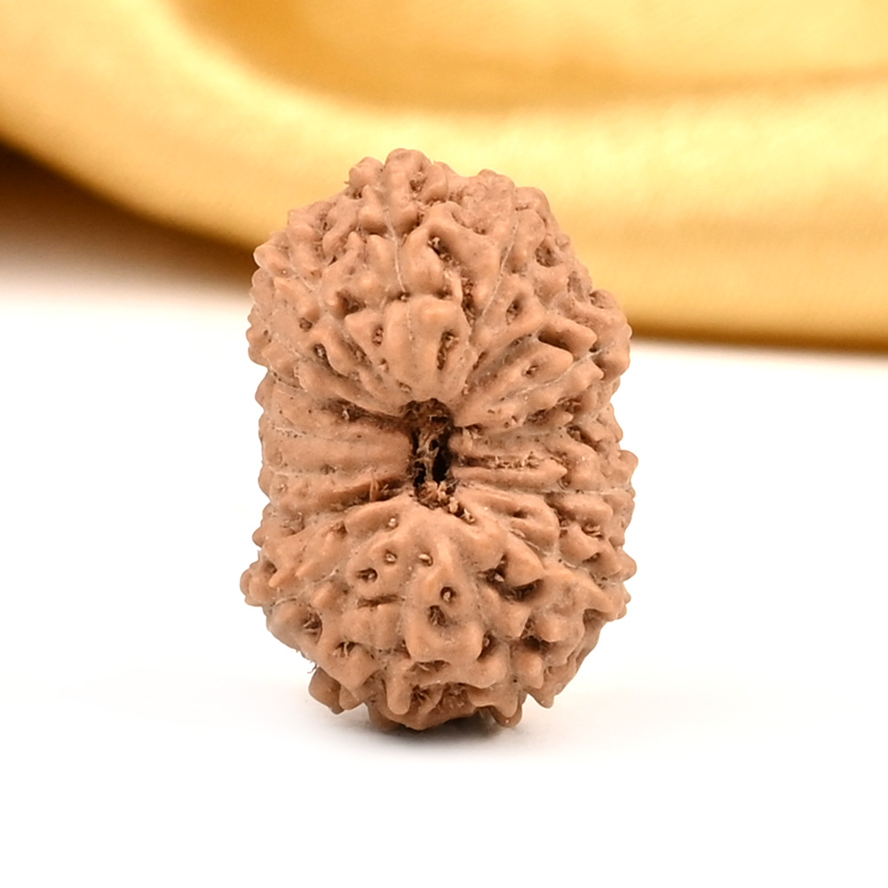 16 Mukhi from Java Indonesia Large - CXXI