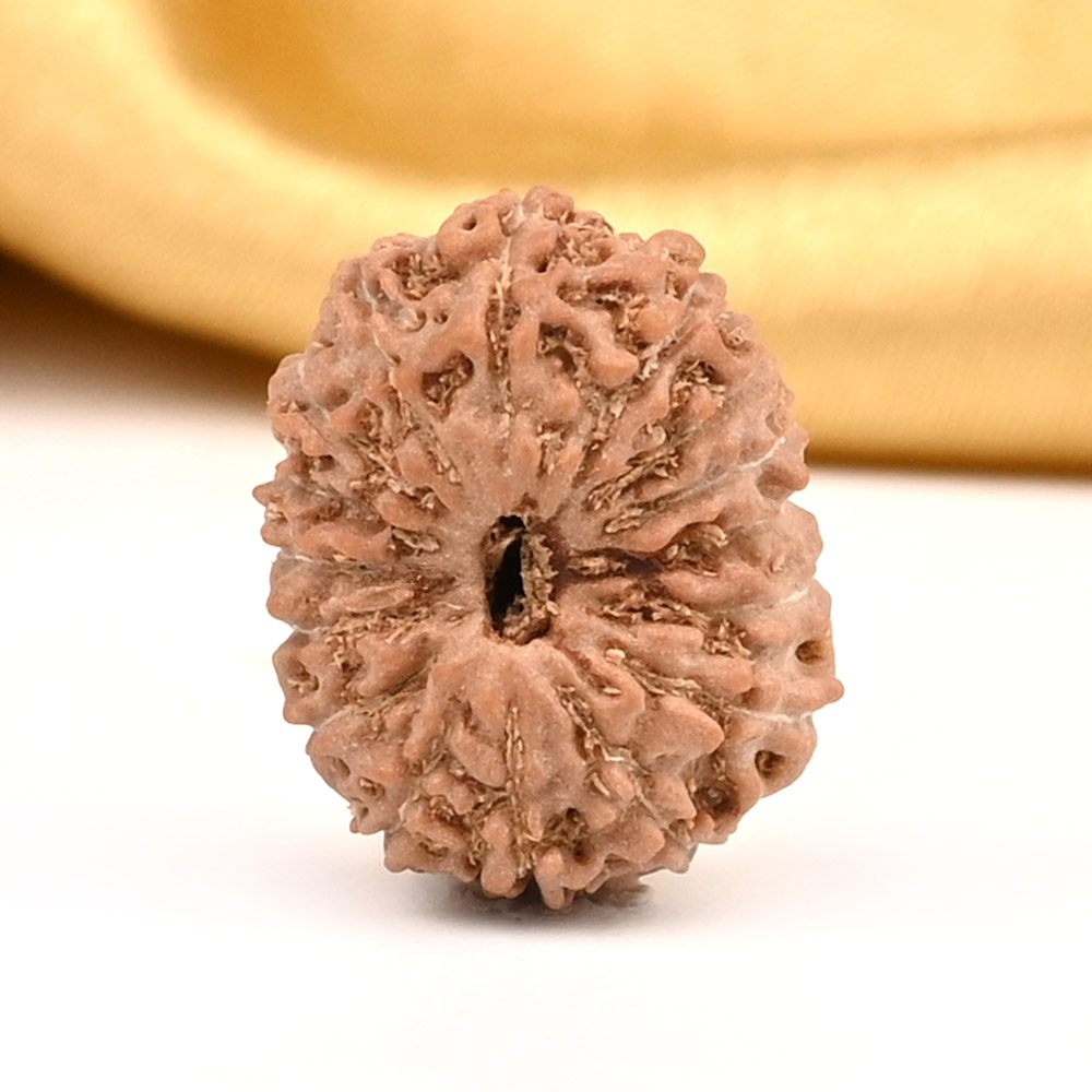 16 Mukhi from Java Indonesia Large - CXXII