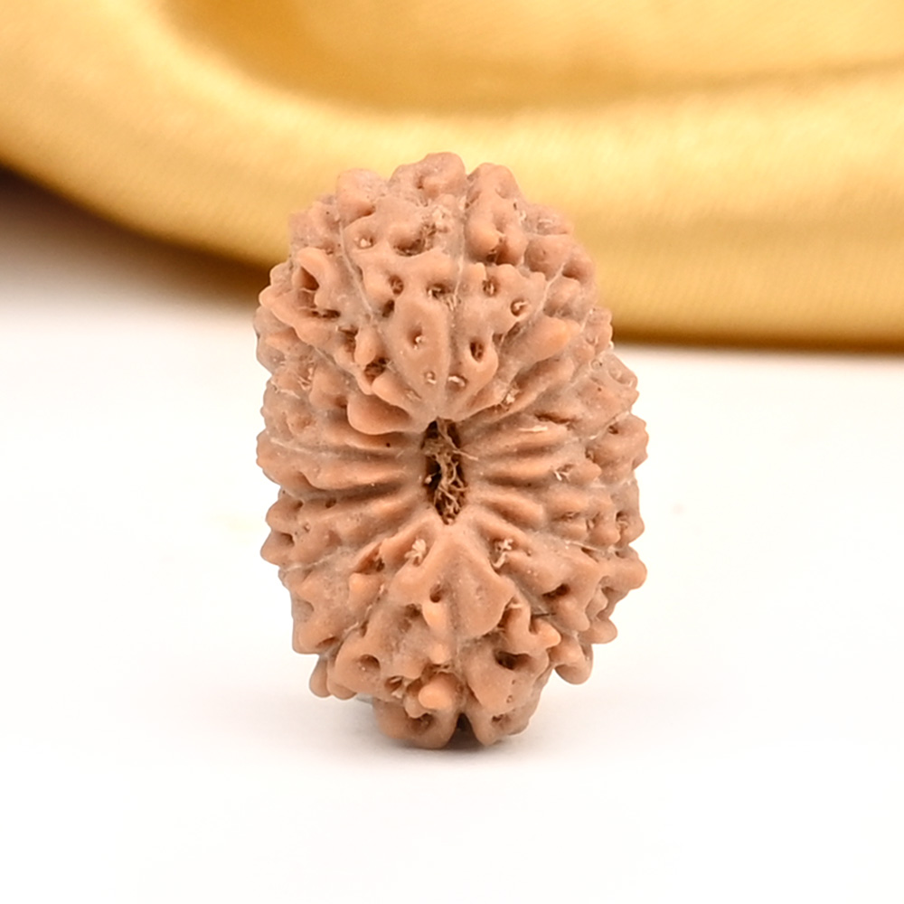 16 Mukhi from Java Indonesia Large - CXXIV