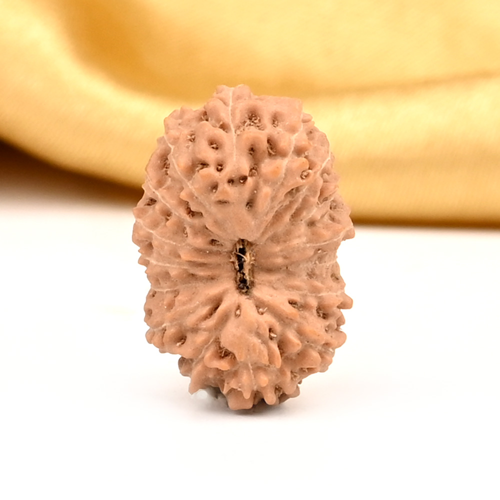 16 Mukhi from Java Indonesia Large - CXXV