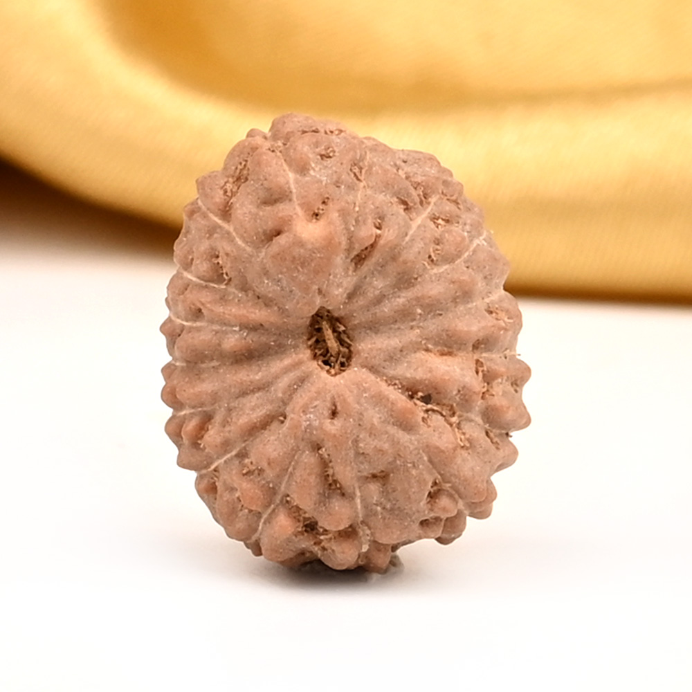 16 Mukhi from Java Indonesia Large - CXXVI