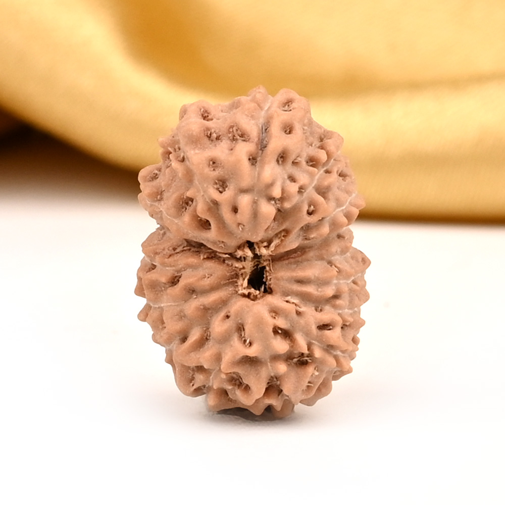 16 Mukhi from Java Indonesia Large - CXXVII
