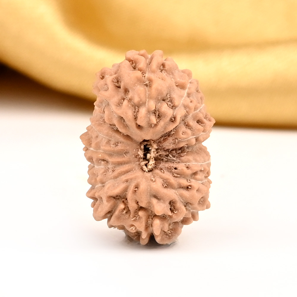 16 Mukhi from Java Indonesia Large - CXXX