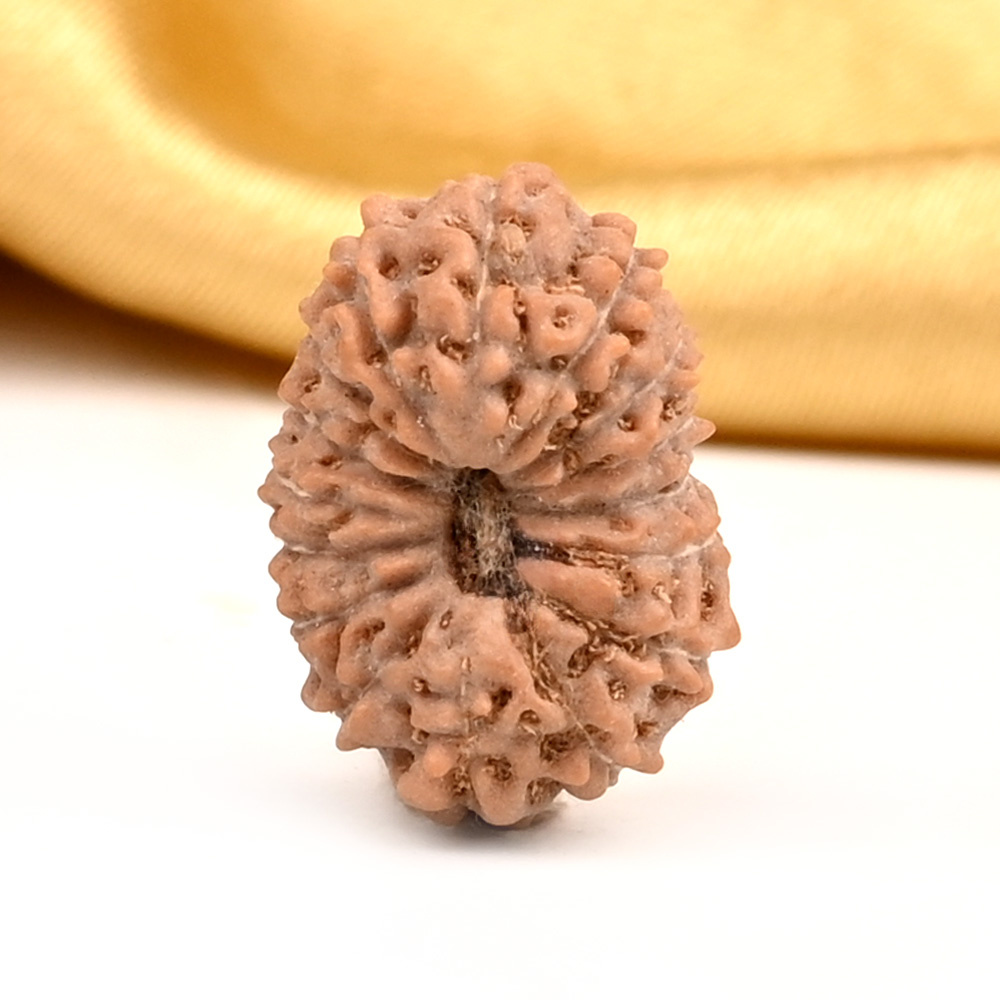 Collector 16 Mukhi from Java Indonesia - CLIX