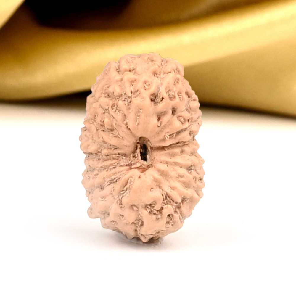 17 Mukhi from Java Indonesia - CLIV