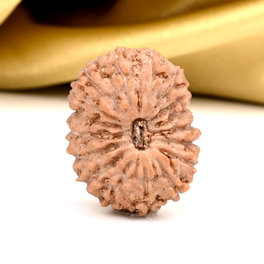 17 Mukhi from Java Indonesia - CLV