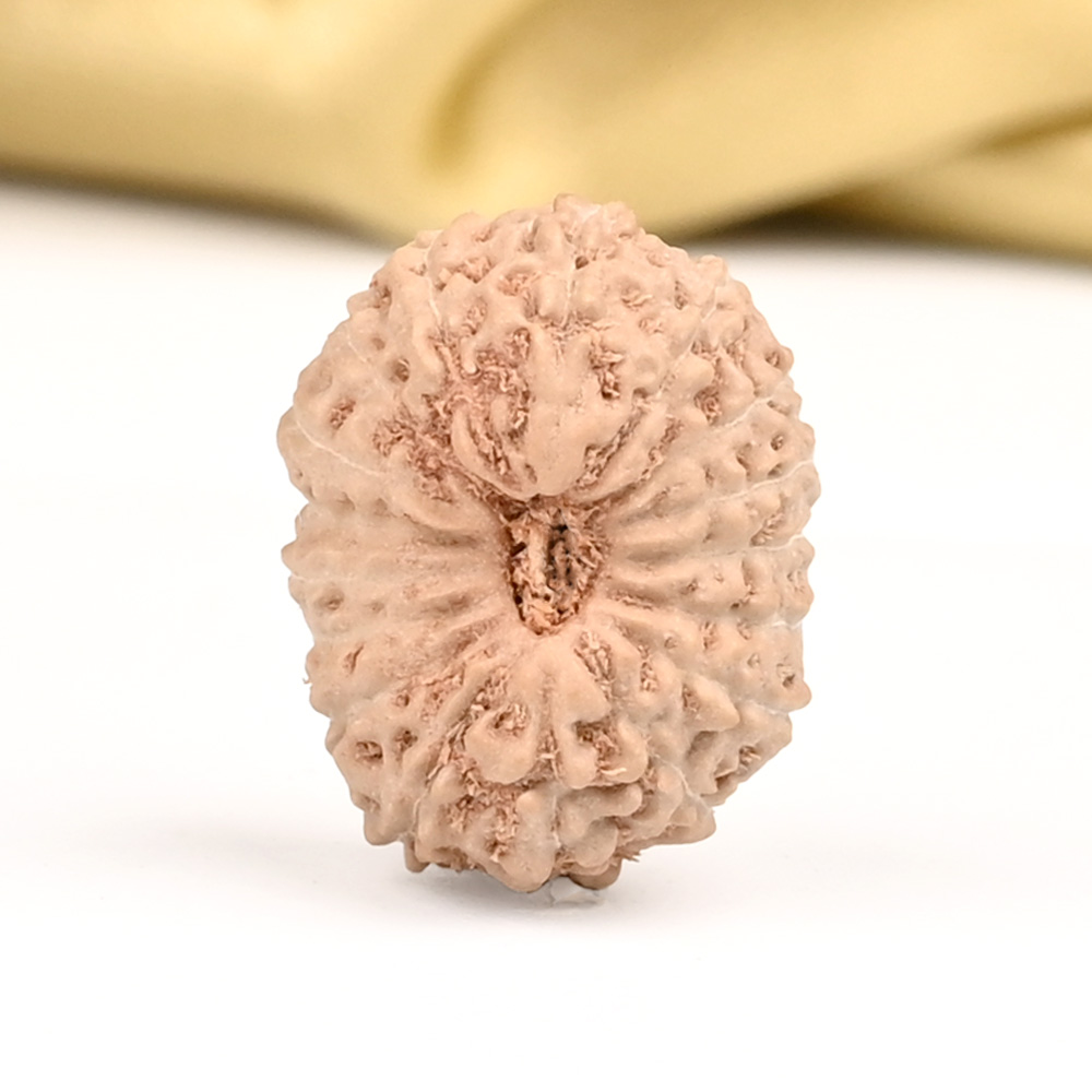 17 Mukhi from Java Indonesia - CLII