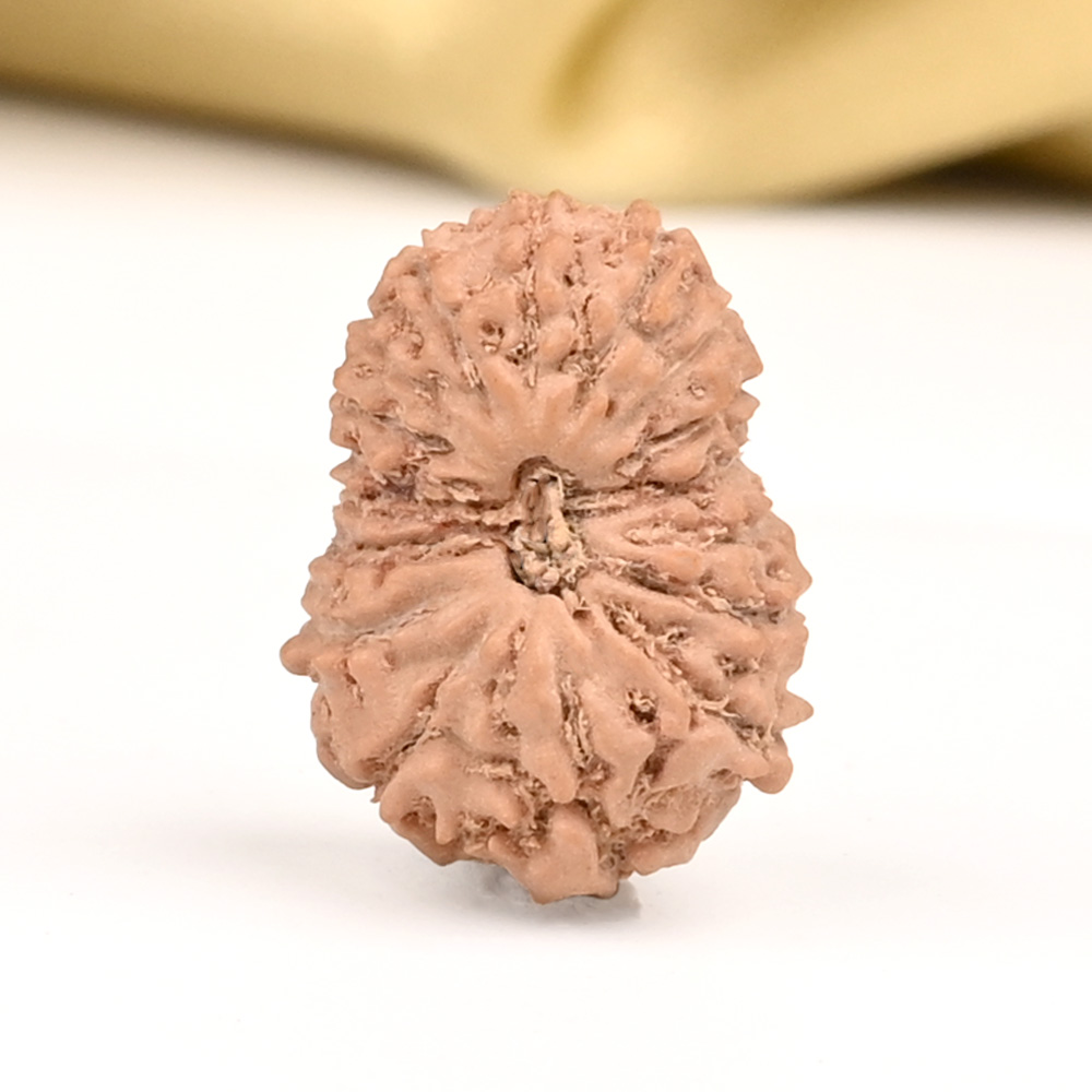 17 Mukhi from Java Indonesia Large - CCVI