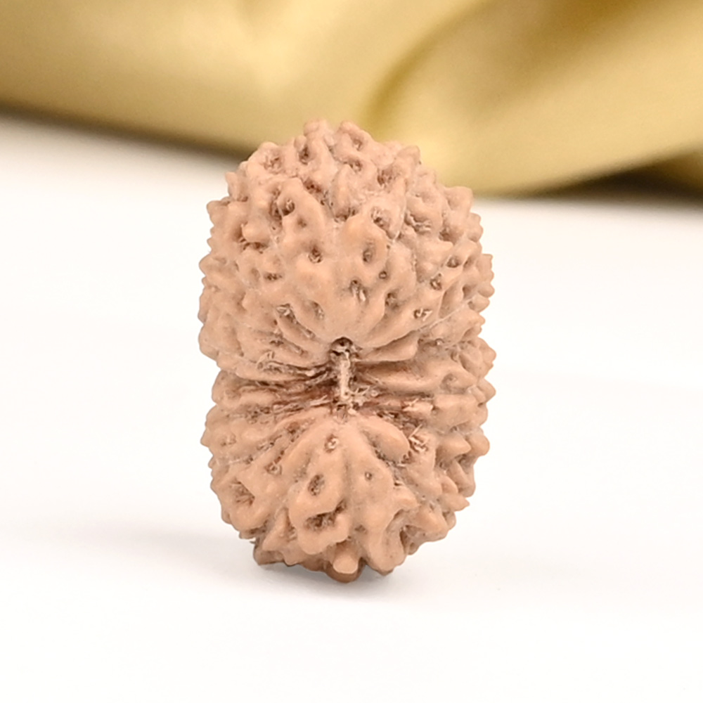 17 Mukhi from Java Indonesia Large - CCVIII