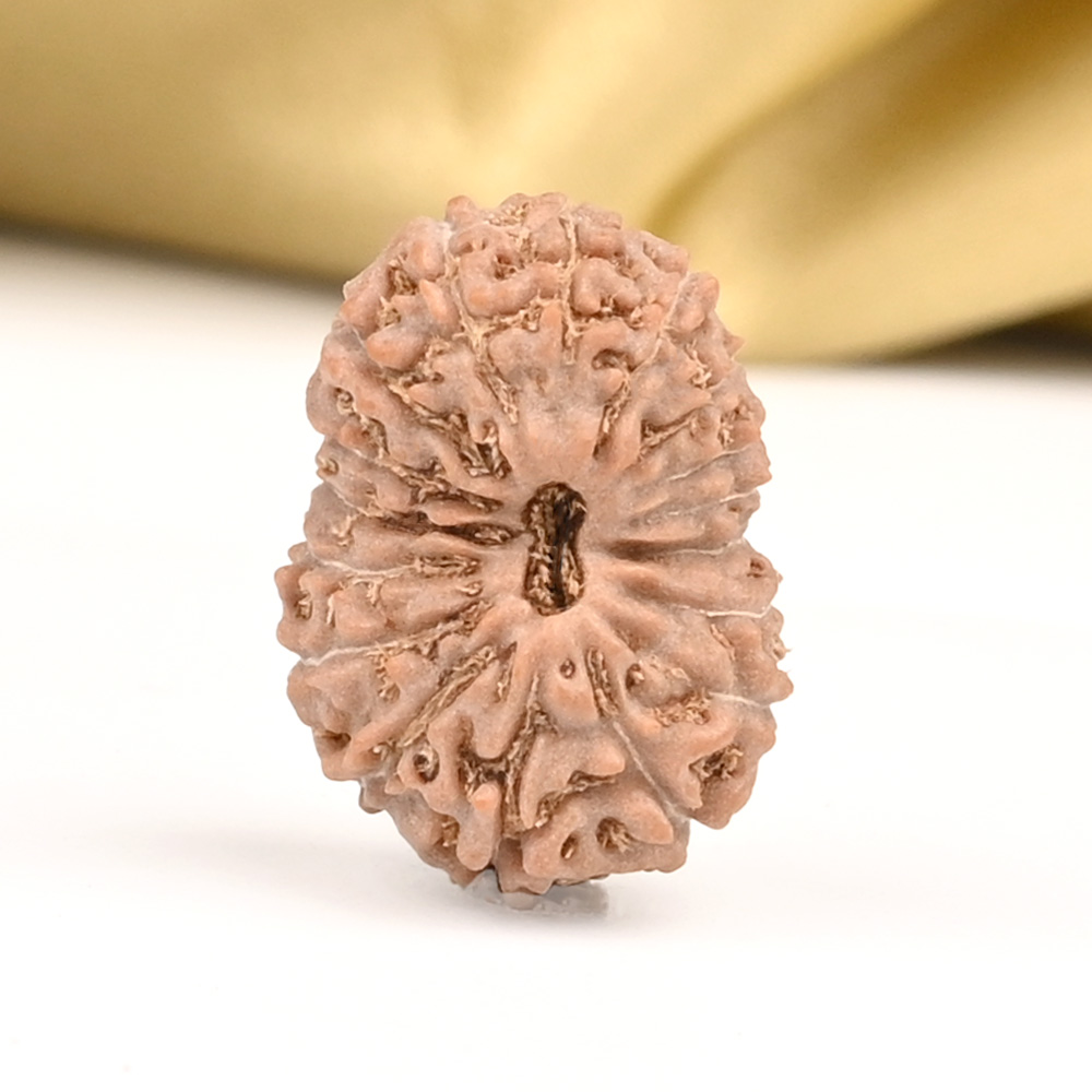 17 Mukhi from Java Indonesia Large - CCIX