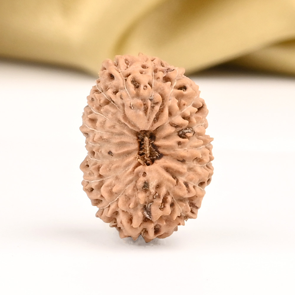 17 Mukhi from Java Indonesia Large - CCX