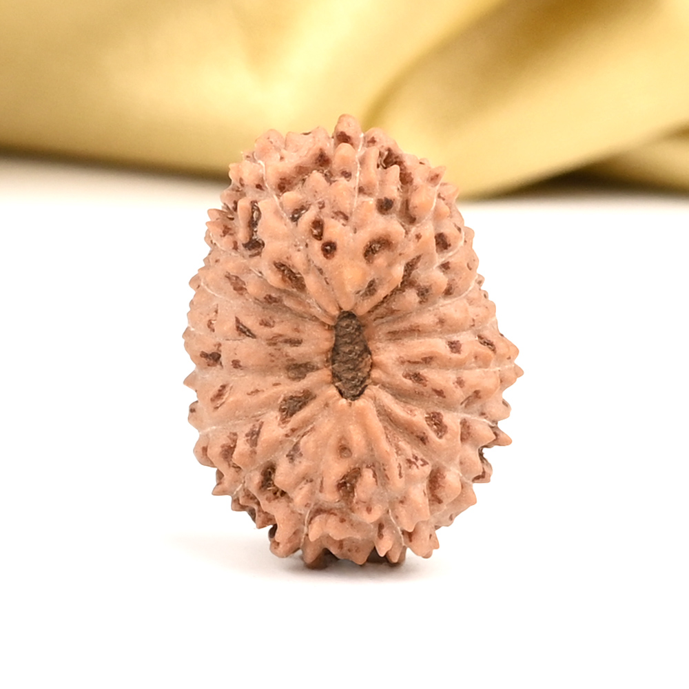 Collector 17 Mukhi From Java Indonesia - CXXXIII