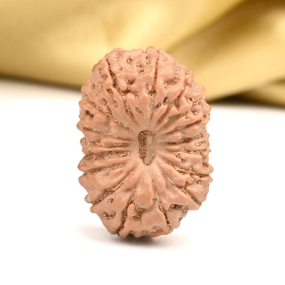 Collector 17 Mukhi From Java Indonesia - CXXXIV