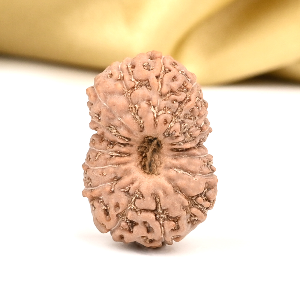 Collector 17 Mukhi From Java Indonesia - CXVI
