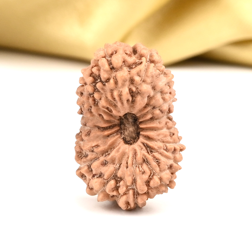Super Collector 17 Mukhi From Java - L
