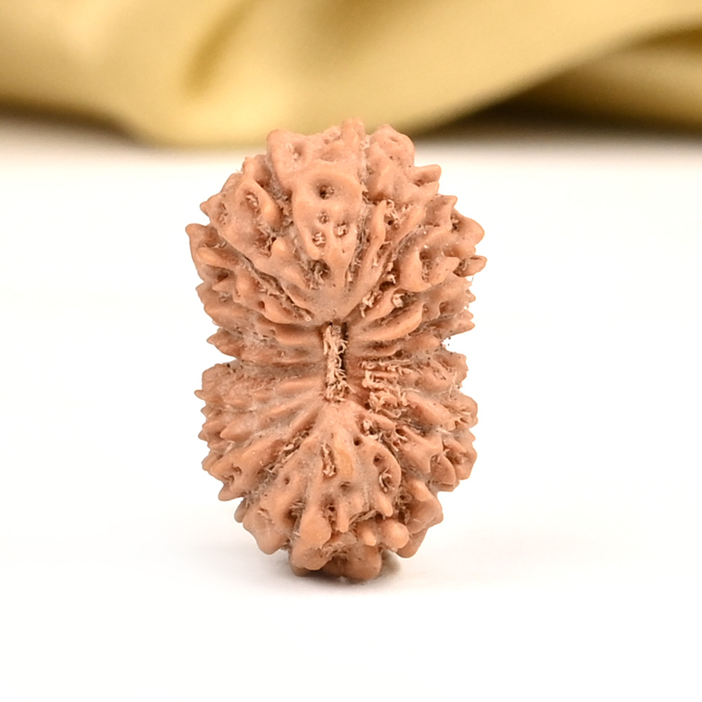 18 Mukhi from Java Indonesia - CXXIII
