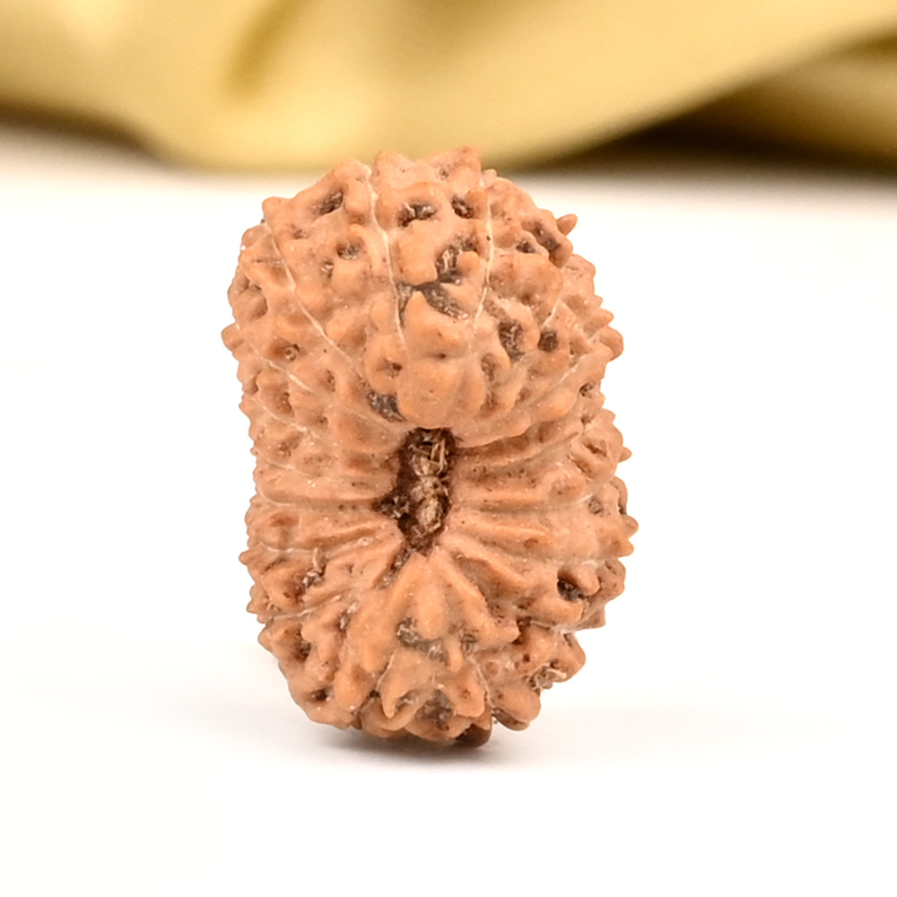 18 Mukhi from Java Indonesia - CXXIV