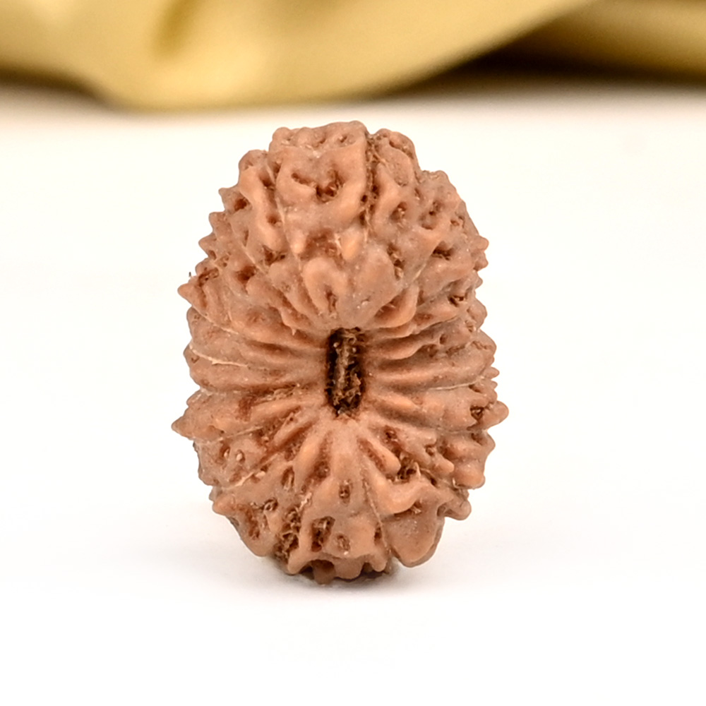 18 Mukhi from Java Indonesia - CXXV