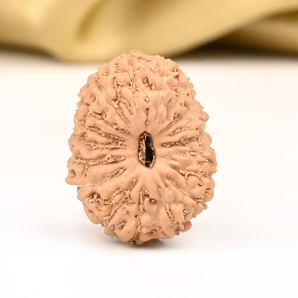 18 Mukhi from Java Indonesia - CXXVI