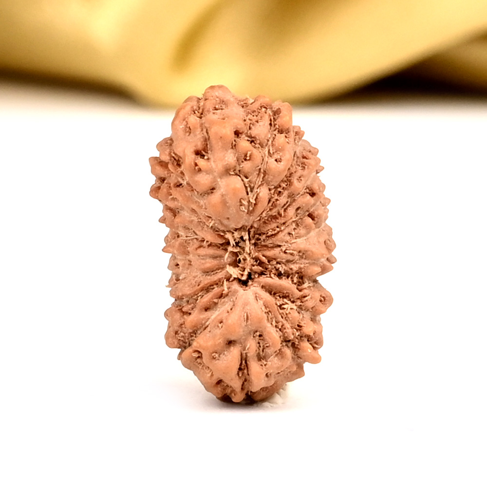 18 Mukhi from Java Indonesia - CXXXIII