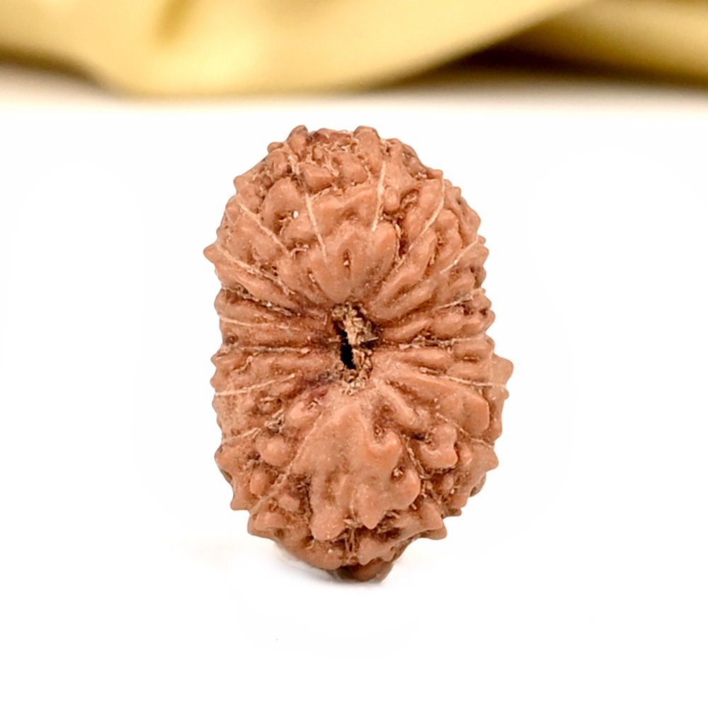 18 Mukhi from Java Indonesia - CXXXIV