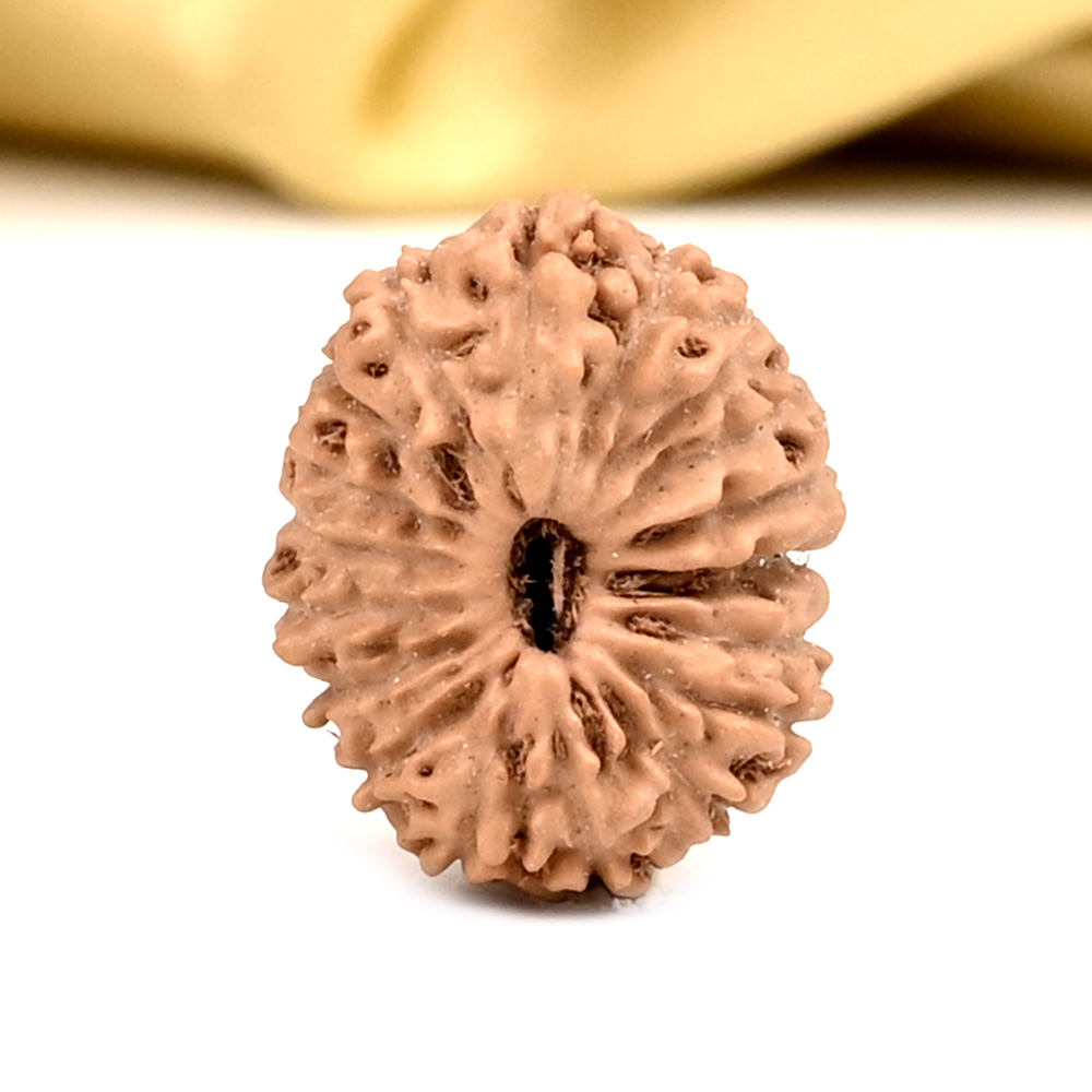 18 Mukhi from Java Indonesia - CXXXV