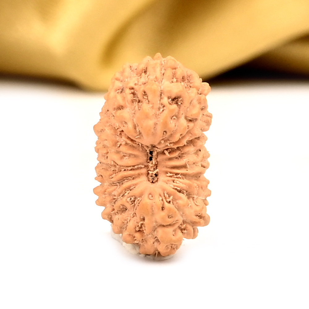 18 Mukhi from Java Indonesia Large - CXXXII