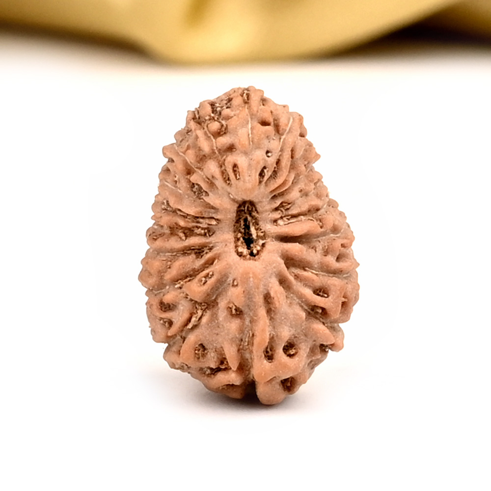 18 Mukhi from Java Indonesia Large - CXXXIV