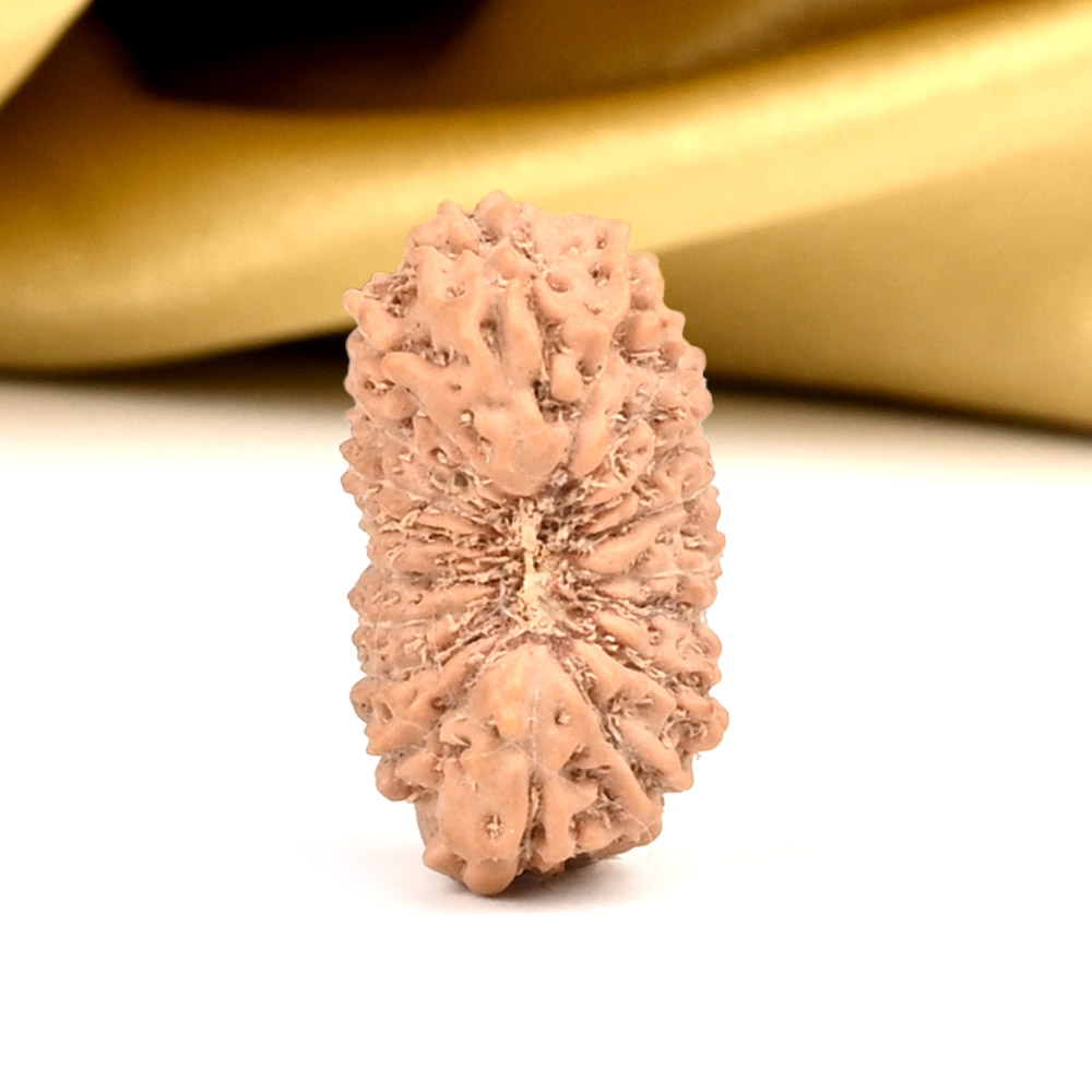 18 Mukhi from Java Indonesia Large - CXXVIII