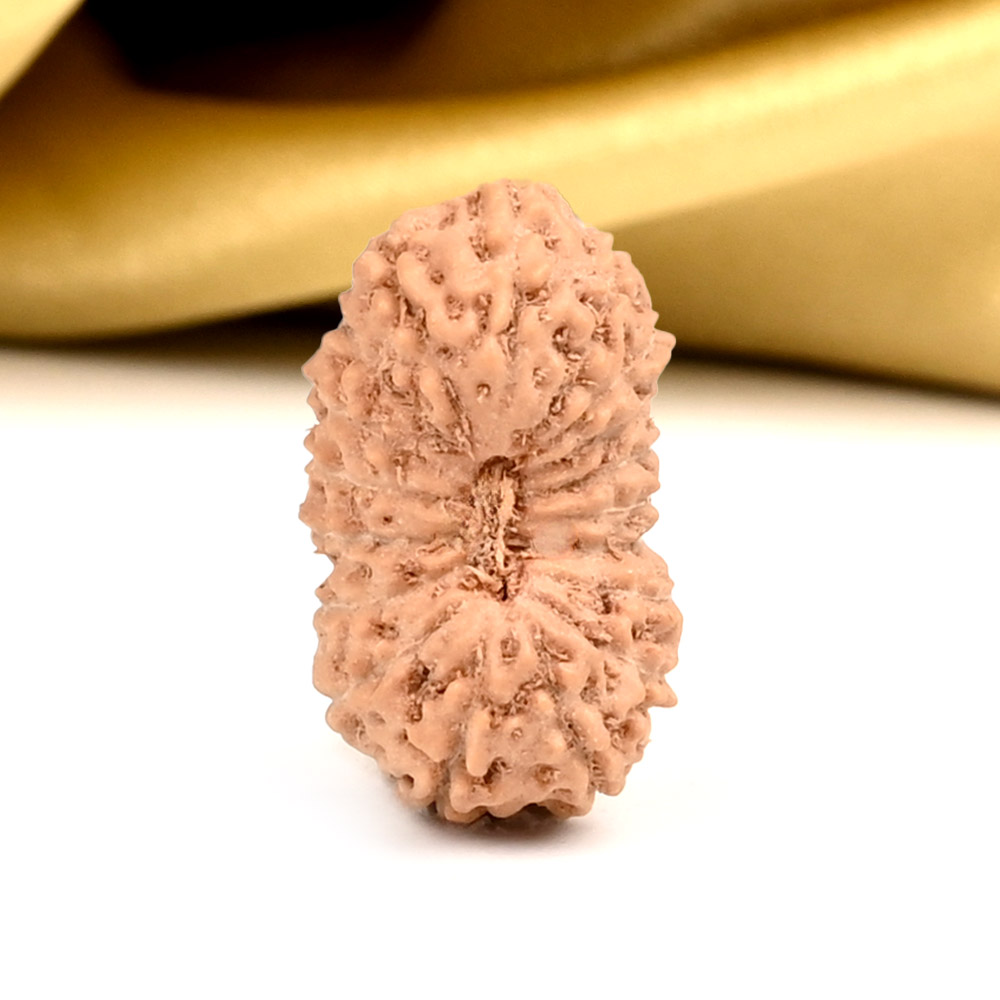 18 Mukhi from Java Indonesia Large - CXXIX