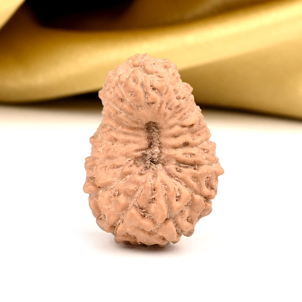 18 Mukhi from Java Indonesia Large - CXXX