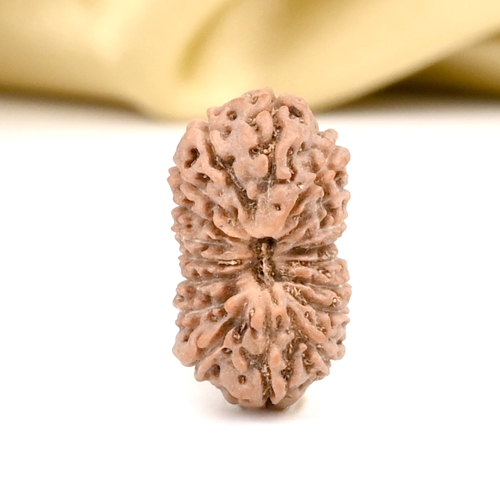 18 Mukhi from Java Indonesia Large - CXXXI