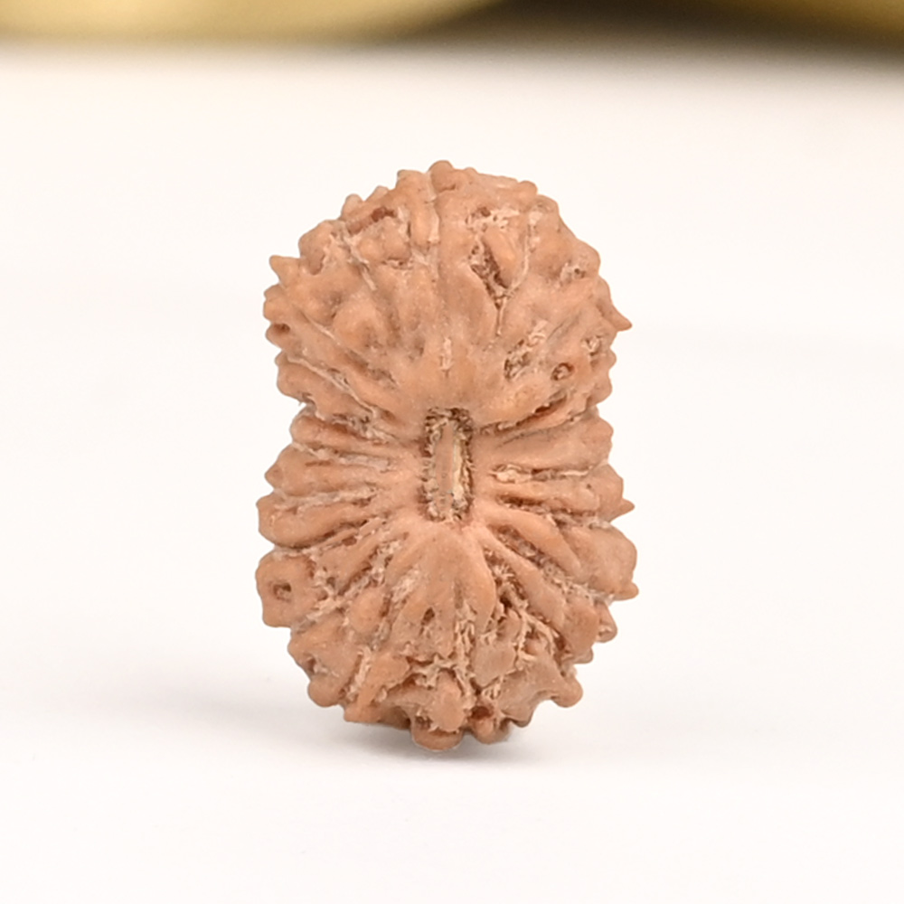 19 Mukhi from Java Indonesia Small - CLIII