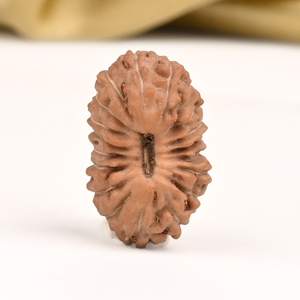 19 Mukhi from Java Indonesia Small - CLIV