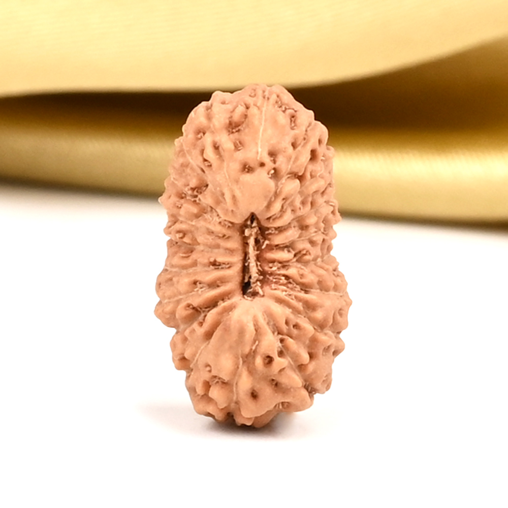 19 Mukhi from Java Indonesia - CXIII