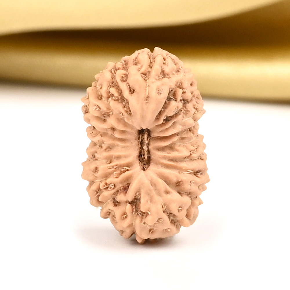19 Mukhi from Java Indonesia - CXVI