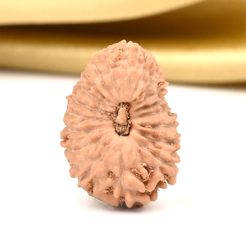 19 Mukhi from Java Indonesia - CXVII