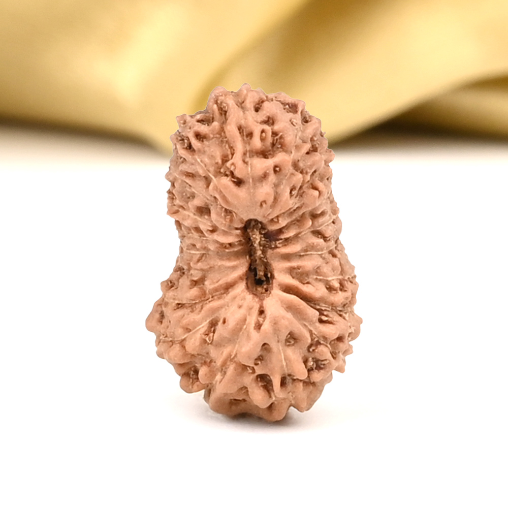 19 Mukhi from Java Indonesia - CXVIII