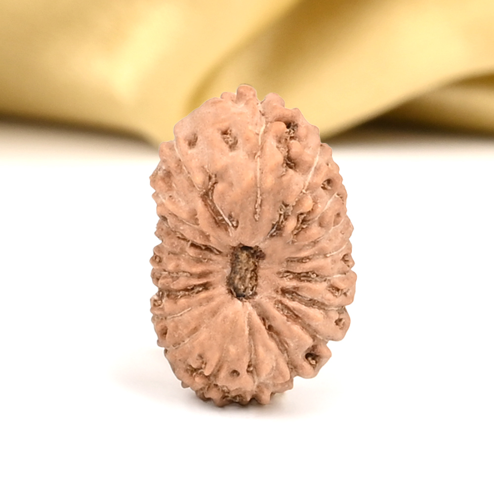 19 Mukhi from Java Indonesia - CXIX