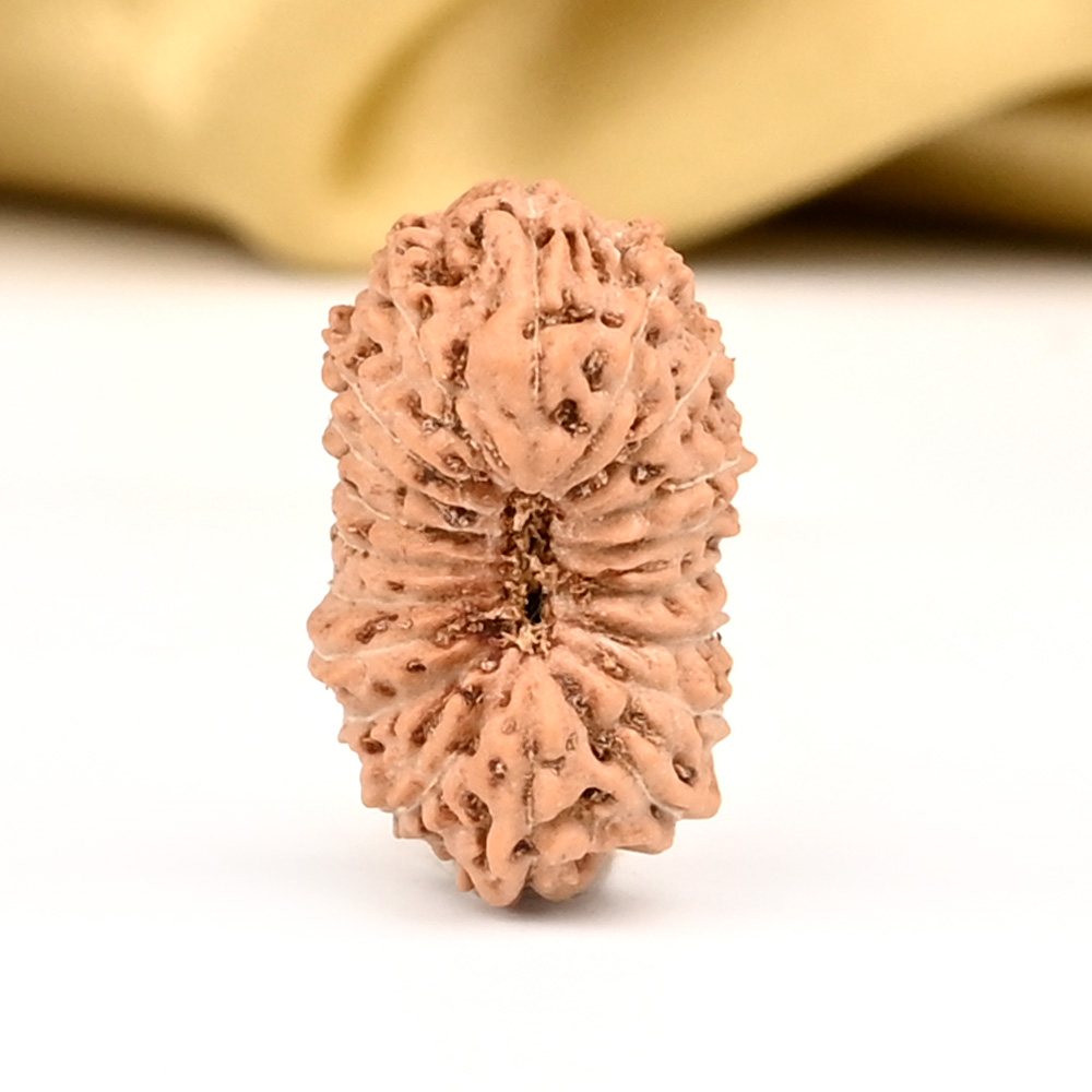 19 Mukhi from Java Indonesia - CXIV