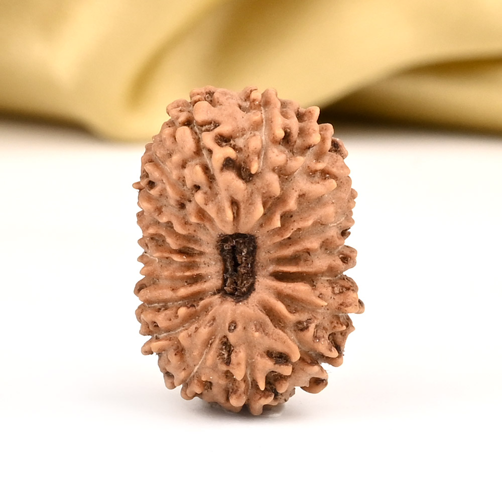 19 Mukhi from Java Indonesia Large - LXXV