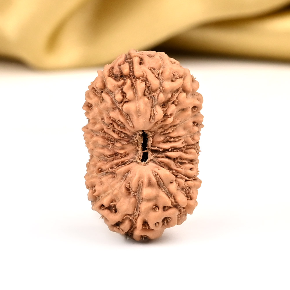 19 Mukhi from Java Indonesia Large - LXXVI