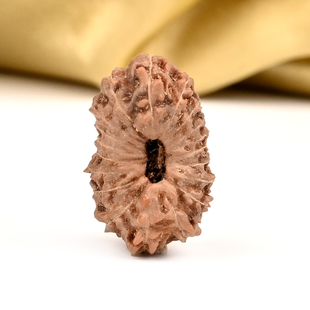 Collector 19 Mukhi from Java Indonesia - LXXI